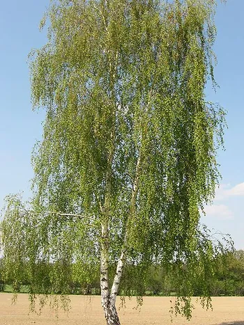bříza